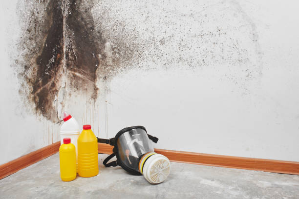 Best Office Mold Removal Services  in Winnsboro, TX
