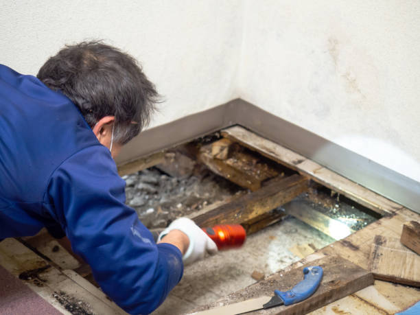 Best Mold Removal Process  in Winnsboro, TX