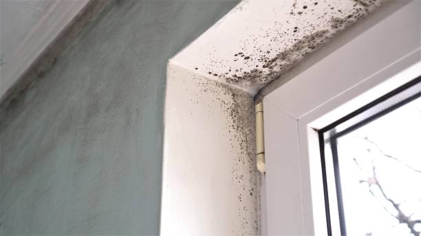 Best Mold Cleaning Services  in Winnsboro, TX