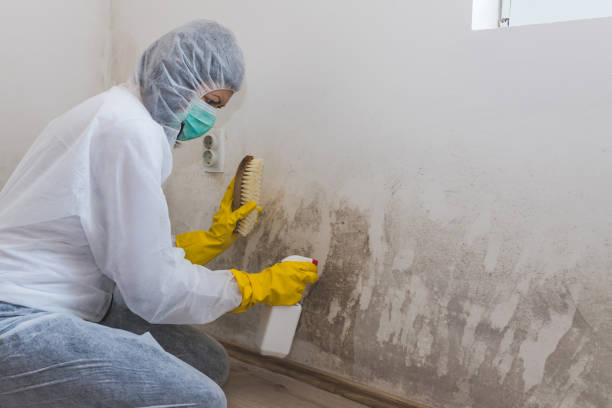 Best Mold Testing  in Winnsboro, TX