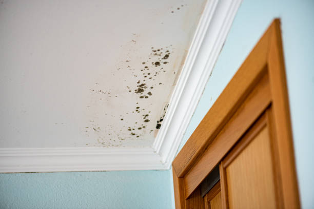 Best Mold Testing  in Winnsboro, TX
