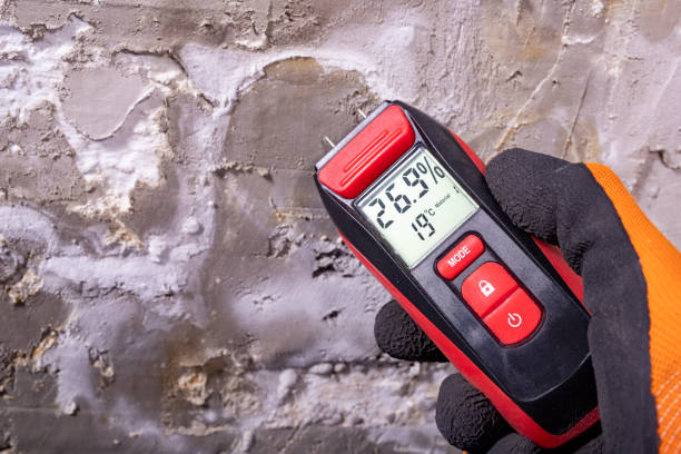 Best Best Mold Removal Companies  in Winnsboro, TX