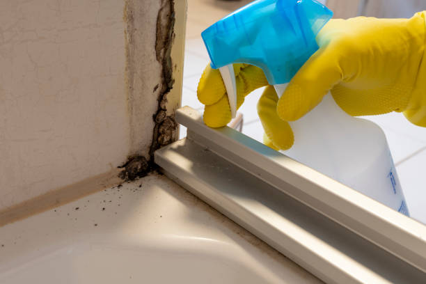 Mold Removal Process in Winnsboro, TX