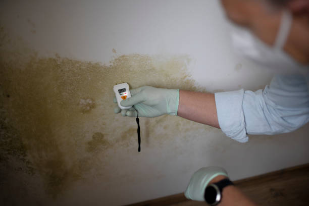 Best Residential Mold Removal  in Winnsboro, TX
