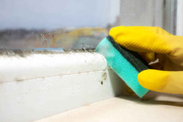 Best Mold Testing  in Winnsboro, TX