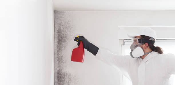 Attic Mold Removal in Winnsboro, TX