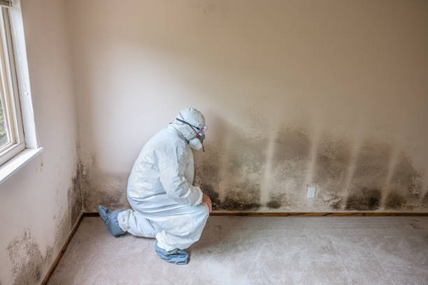 Best Certified Mold Removal  in Winnsboro, TX