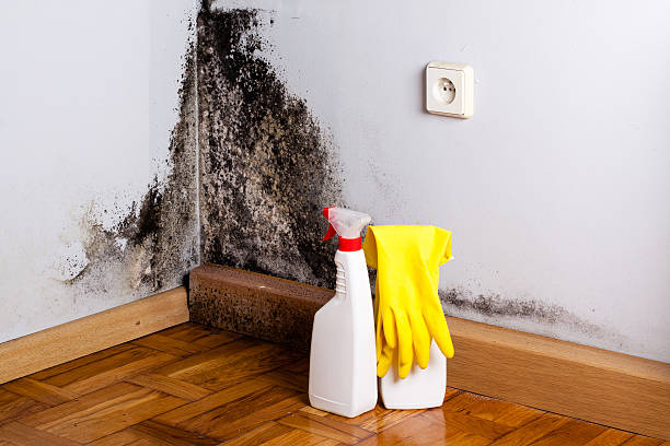 Best Residential Mold Removal  in Winnsboro, TX