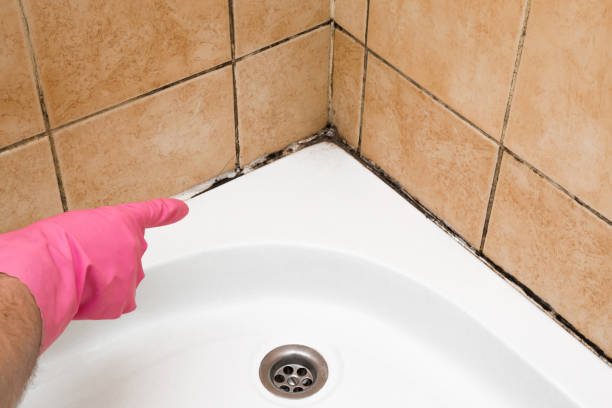 Best Emergency Mold Removal  in Winnsboro, TX